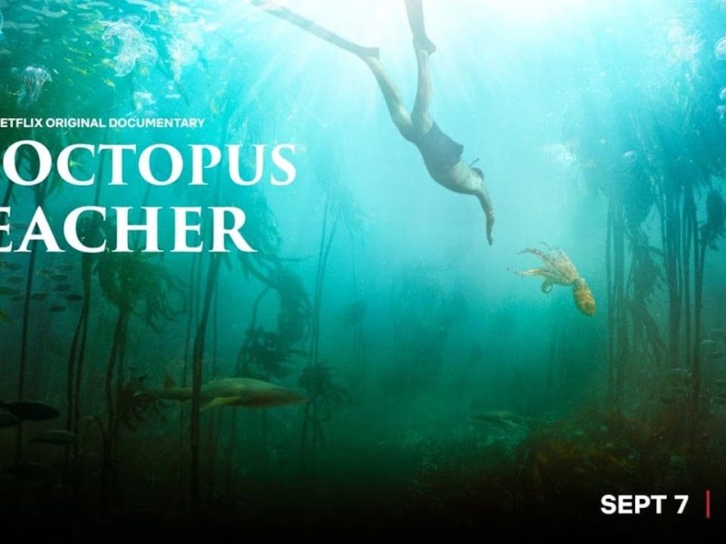My Octopus Teacher Review | My Octopus Teacher is&nbsp;Gripping