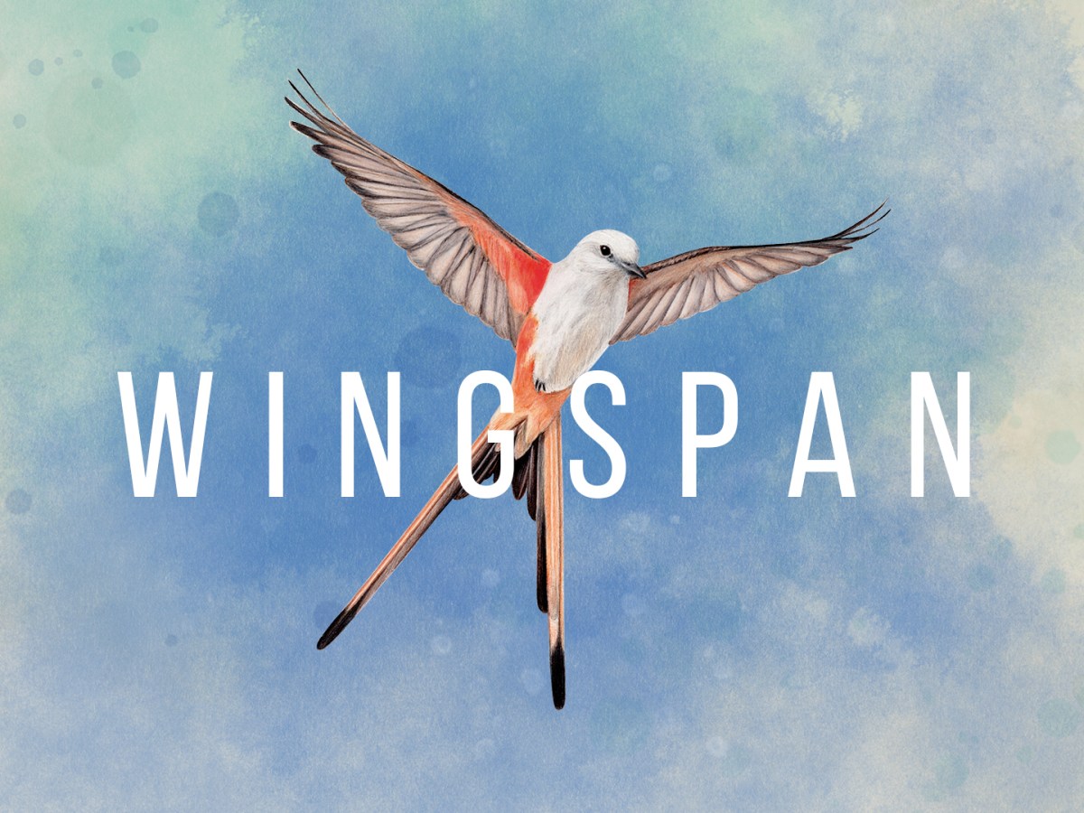 Wingspan: It’s Not as Bad as It&nbsp;Looks